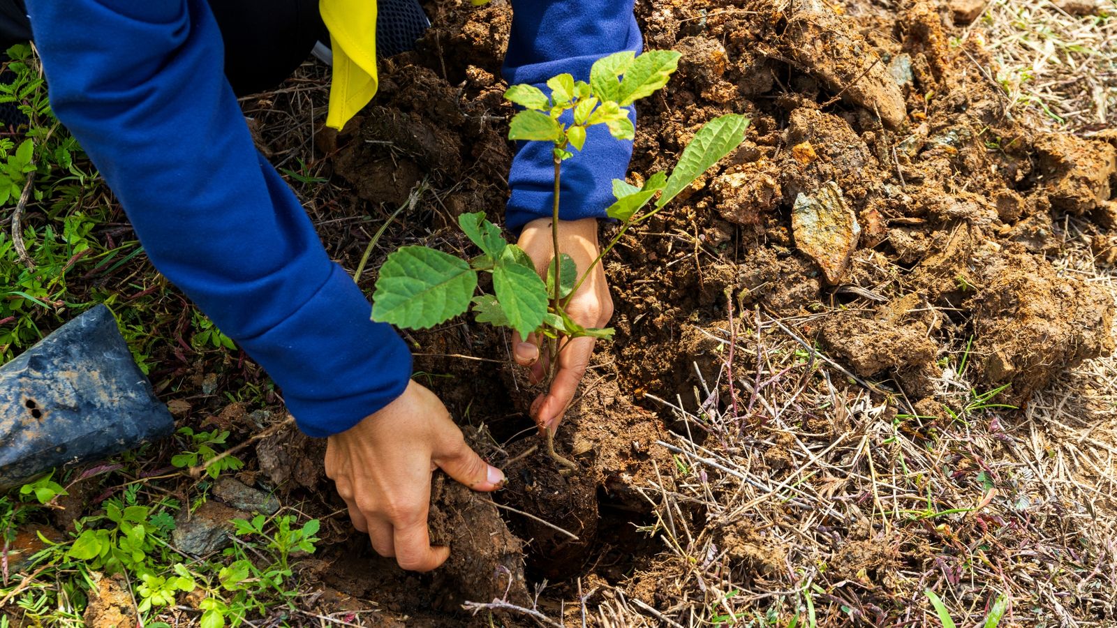 A volunteer planting a young tree